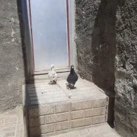 کبوتر