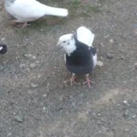 کبوتر طوقی و سینه ای