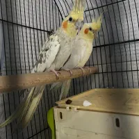 معاوضه جفت عروس هلندی و دو عدد جوجه