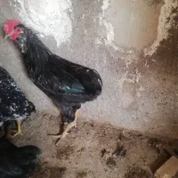 خروس گلین چهل تاج همه رنگ