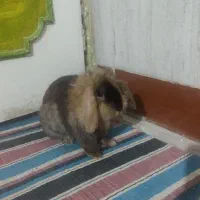 جوجه خرگوش لپی