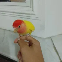 طوطی برزیل سر قرمز رنگ کمیاب