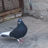 اشعل ماده