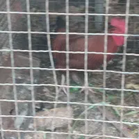 فروش تعدادی وسایل اضافی بعلت کمبودجا