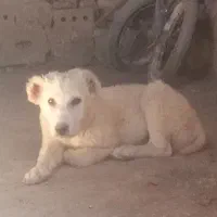 سگ نر|سگ|نصر آباد, |دیوار