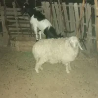 فروش بز