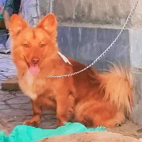 سگ پاکوتاه