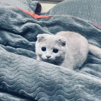 گربه نژاد اسکاتیش فولد