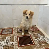 پاپی میکس اشپیتز وپامر