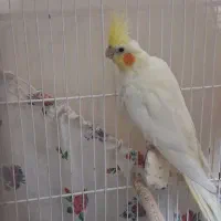 عروس هلندی