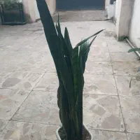گل سانسوریا