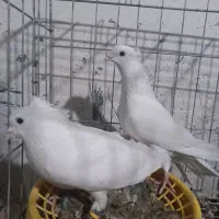 کبوتر