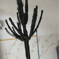 کاکتوس