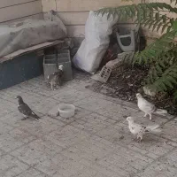 کبوتر
