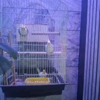 جفت عروس با جوجه با قفس