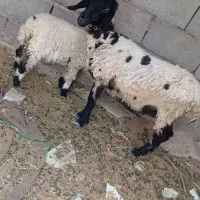میش بره ماده جوان فروشی