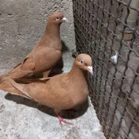 کفترزرد هفترنگ