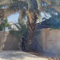 قطع نخل وبرش درخت