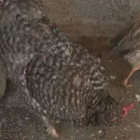 مرغ