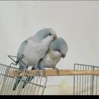 طوطی راهب بلواسکای