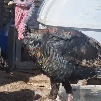 بوغلمون