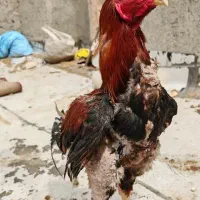 جوجه لاری  نژاد افغان