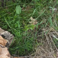 زمین آینده دار  واگذاری طرح کارمندان دولت