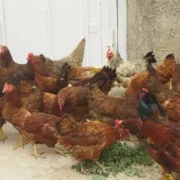 بیست عدد مرغ تخم گذار جوان وسالم