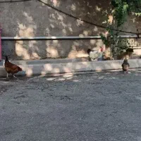 خروس و مرغ تخمگذار