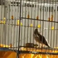 سهره قناری تازه صاف معاوضه باجوجه سهره