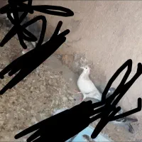 کفتر|پرنده|قوچان, |دیوار