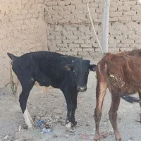 دوتا گوساله