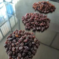 کشمش افتابی و تیزابی