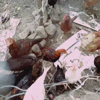 فروش  جوجه خروس وخروس