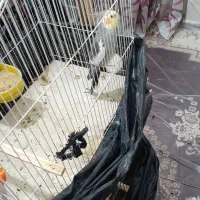 عروس هلندی نر یک ساله