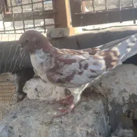 ماده|پرنده|اصفهان, سودان|دیوار