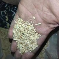 گندم آبی چهار تن