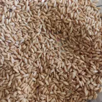 فروش گندم درجه یک