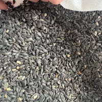 بزر آفتاب گردان