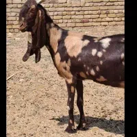 بزگلابی کاموری پتیری اصل