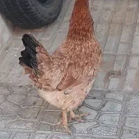 مرغ سالم وتخم گدار