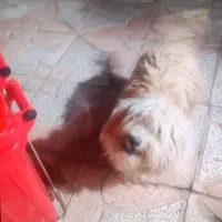 سگ پاکوتاه