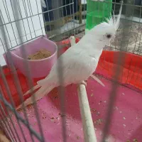 عروس هلندی