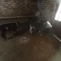 سه عدد گوساله دونر یکی ماده