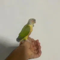 جوجه گرینچیک سالم به قیمت