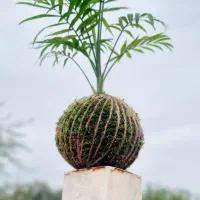 عیدی متفاوت کوکداما دیش گاردن