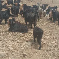 بز جوان داشتی درجه یک