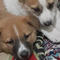 فروش دو توله نروماده۳ماه باسنجی شکاری(تازی) توافقی