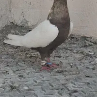 سینه زرد یا تریاکی