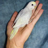 جوجه مرغ عشق رنگین کمونی ماده رام